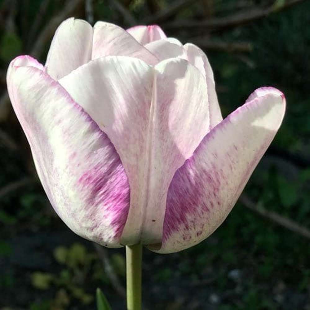 Tulpan 'Shirley'